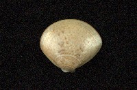 藏品(普通文蛤)的圖片